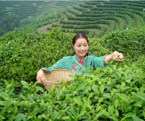 午子绿茶茶叶种植基地