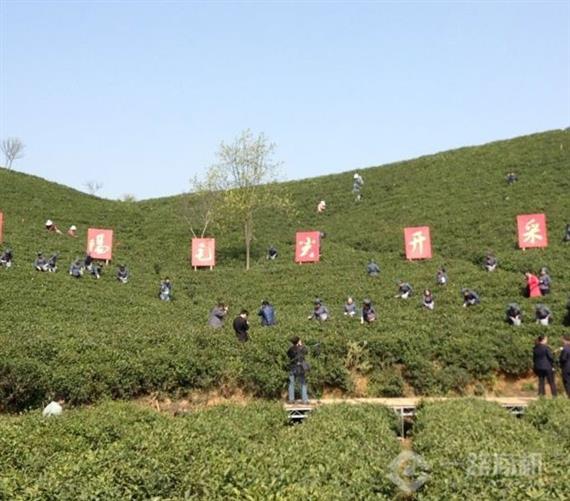 君山银针种植基地