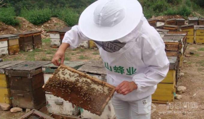 大山蜂业养蜂基地