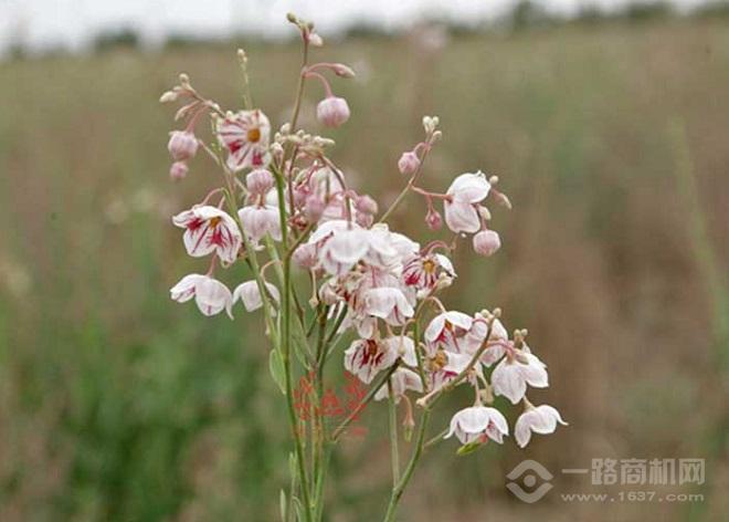 罗布麻茶 罗布麻茶