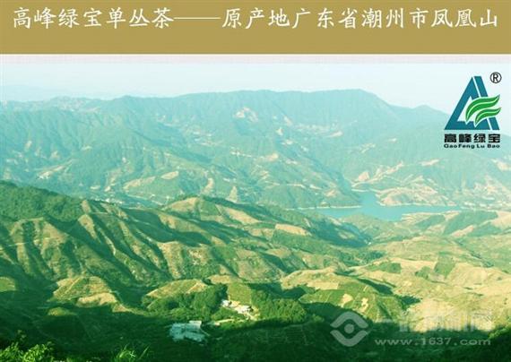 凤凰高峰茶业