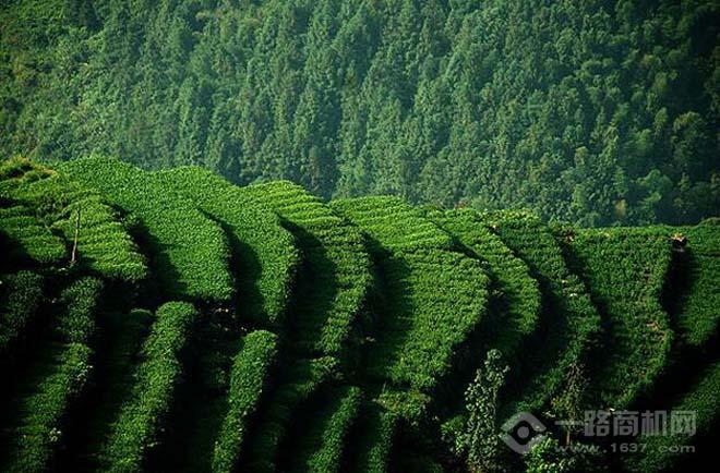 坪山名茶 坪山名茶