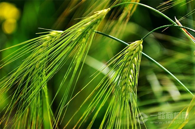 天佑德青稞酒 天佑德青稞酒