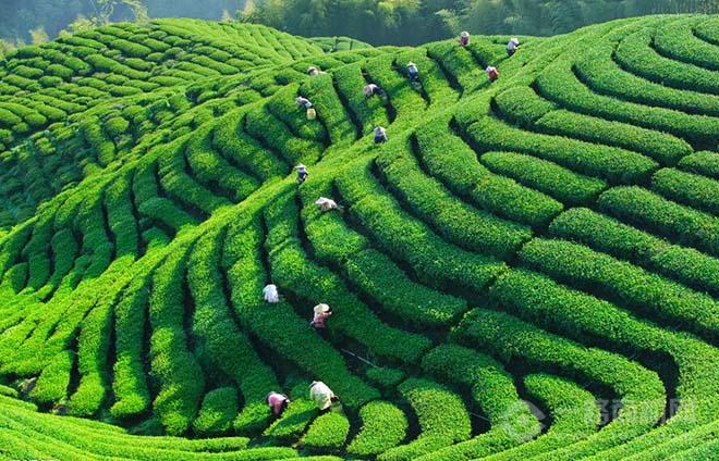 隆信源茶叶 隆信源茶叶