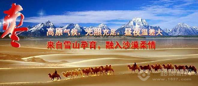 优尼科红枣 优尼科红枣