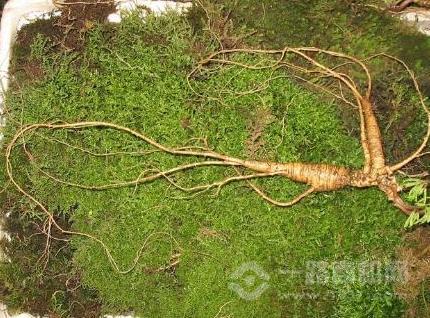 天保堂野山參