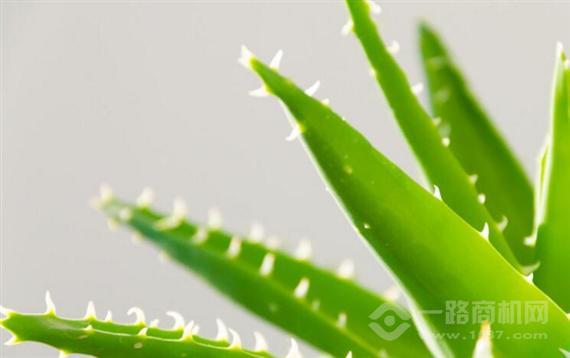 自然乐园芦荟胶