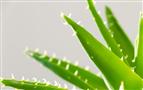 自然乐园芦荟胶