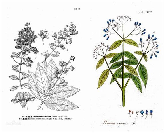 印度云梳植物染发