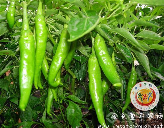 金色童年幼儿园