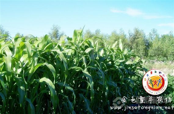 金色童年幼儿园