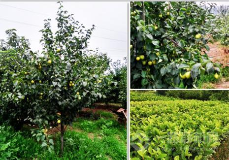 綠色種植商城誠邀廣大商家加盟