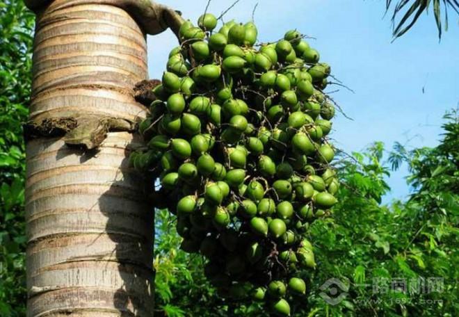 龙仔槟榔加盟 龙仔槟榔加盟