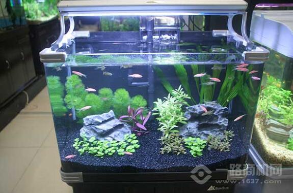 森森水族 森森水族