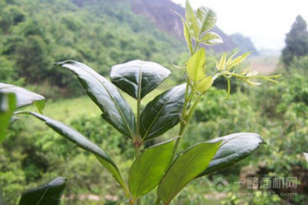 神农金康 神农金康