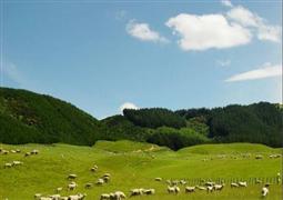 紐貝斯特羊奶粉