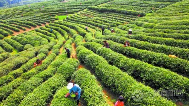 芯仙茗堂加盟 芯仙茗堂加盟