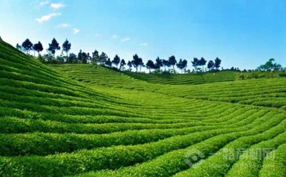 芯仙茗堂 芯仙茗堂