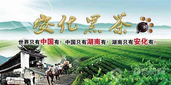 安化黑茶
