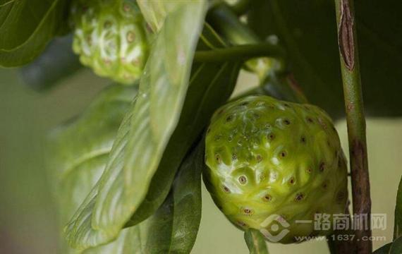 大溪地诺丽果汁