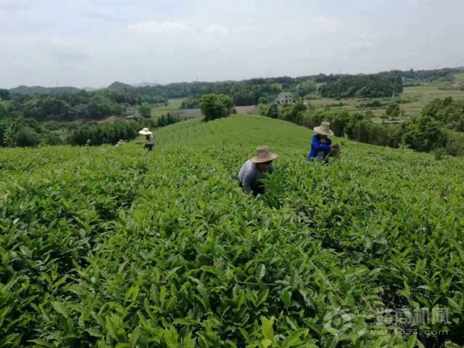 一品缘茗茶