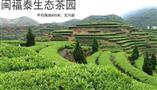 闽福泰茶叶