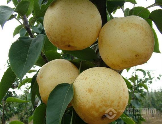 新隆嘉水果超市