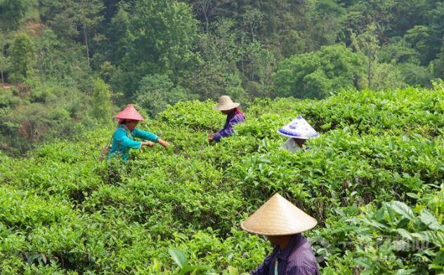浪伏茶业 浪伏茶业