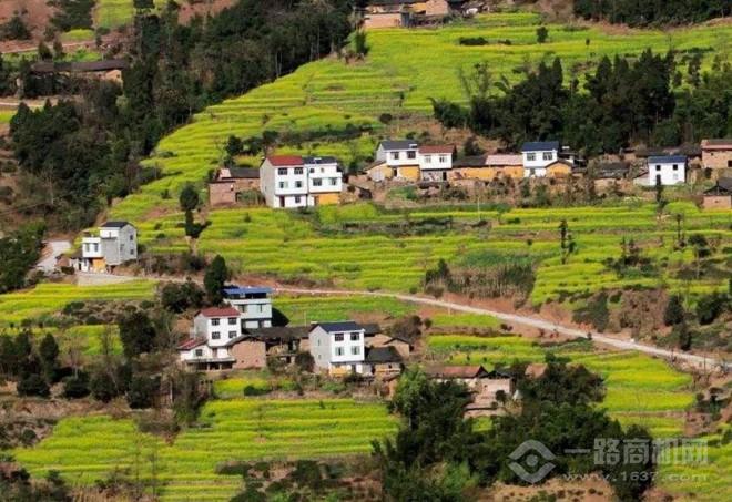 早白尖茶业加盟 早白尖茶业加盟