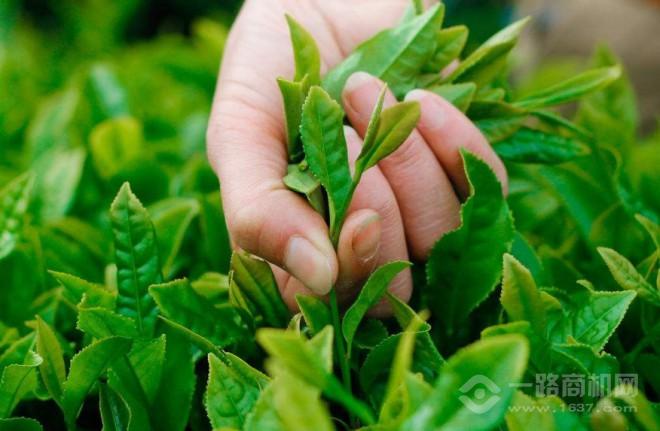 茗燕汇茶叶 茗燕汇茶叶