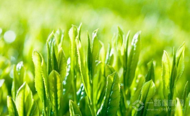 茗燕汇茶叶加盟 茗燕汇茶叶加盟