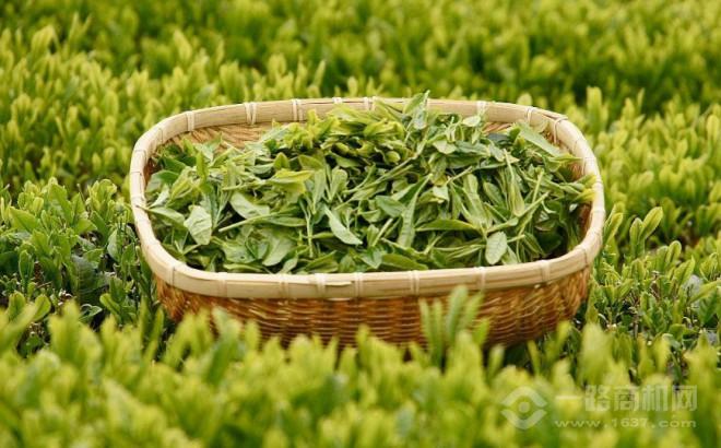 茗燕汇茶叶 茗燕汇茶叶