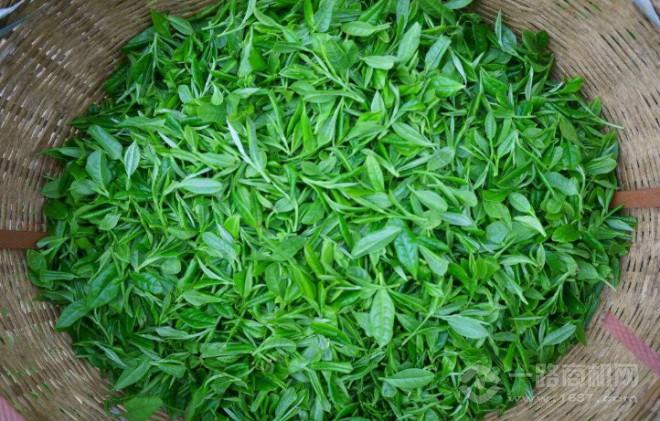 茗燕汇茶叶 茗燕汇茶叶