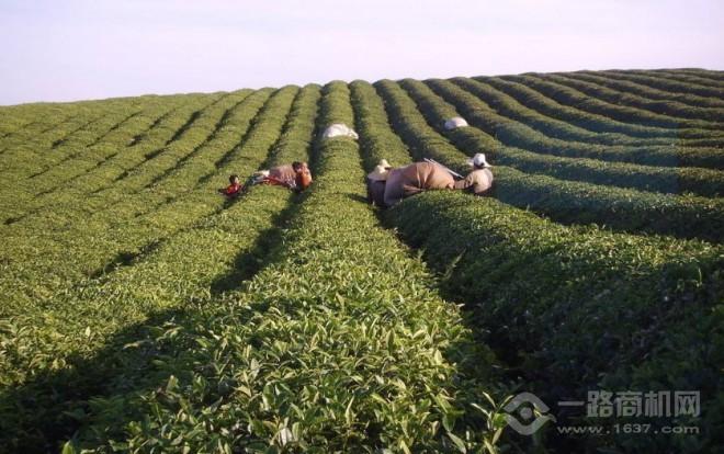 卢氏茶叶加盟 卢氏茶叶加盟