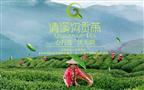 清溪沟贡茶