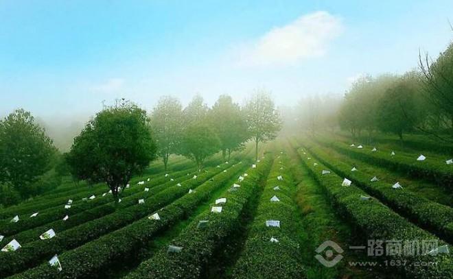 金井茶业加盟 金井茶业加盟