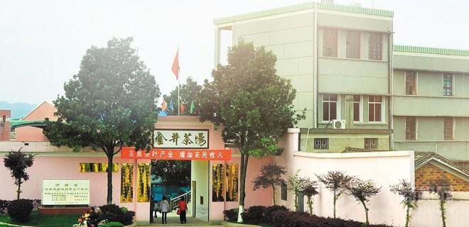 金井茶业 金井茶业