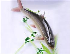 青三椒魚頭火鍋