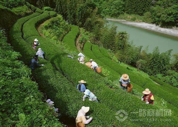 黑木崖黑茶 黑木崖黑茶