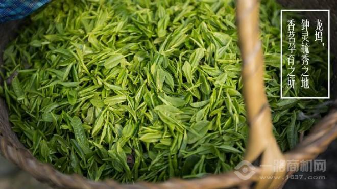 狮井茶叶 狮井茶叶