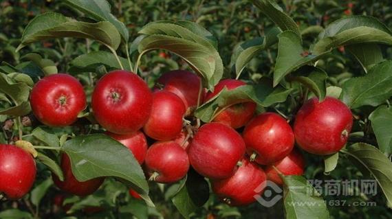 果多美水果超市