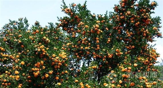 果多美水果超市