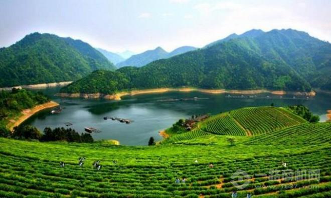 纳新茶业加盟 纳新茶业加盟