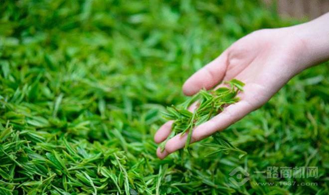 纳新茶业加盟 纳新茶业加盟