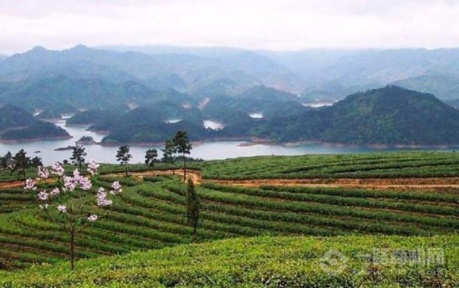 聚皇茗茶加盟 聚皇茗茶加盟