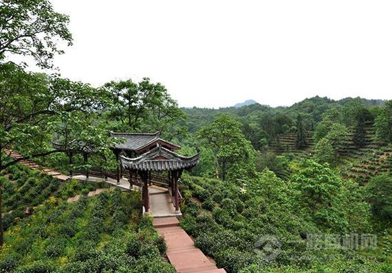 天之红祁门红茶