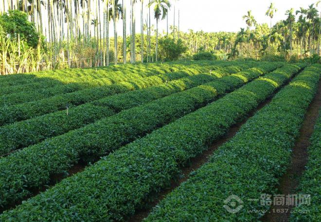 宝泽茶叶加盟 宝泽茶叶加盟