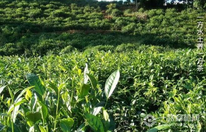 澜沧江原生普洱茶加盟 澜沧江原生普洱茶加盟