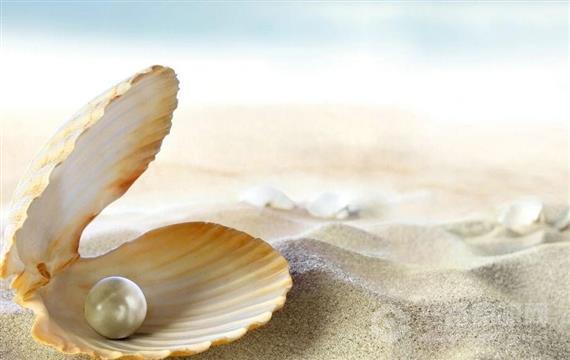 萨丁贝壳珍珠粉