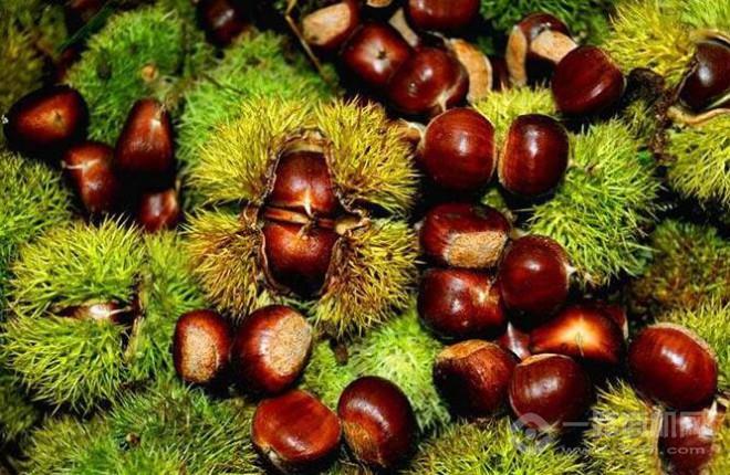 秋栗香加盟 秋栗香加盟